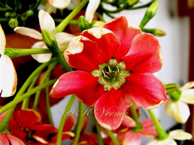  Flower (Double)